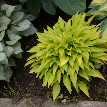 Hosta 'Munchkin Fire' (138109)