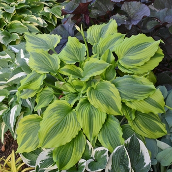 Hosta 'One Last Dance' (138111)