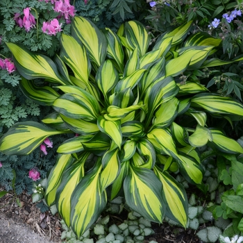 Hosta 'Rainbow's End' (138117)