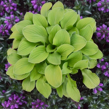 Hosta 'Sun Mouse' (138123)