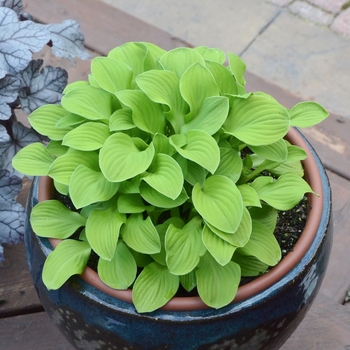 Hosta 'Sun Mouse' (138124)