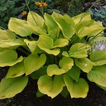 Hosta 'Age of Gold' (138143)