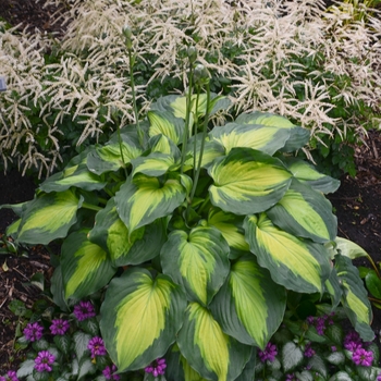 Hosta 'Beyond glory' (138144)