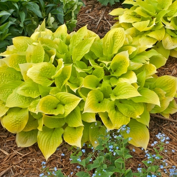 Hosta 'Fire Island' (138156)