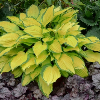 Hosta 'Island Breeze' (138158)