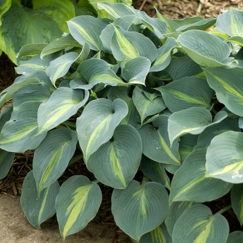 Hosta 'Touch of Class' (138162)