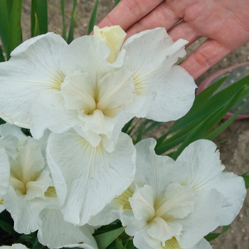 Iris sibirica 'Swans in Flight' (138170)