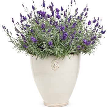 Lavandula angustifolia 'Sweet Romance®' (138172)