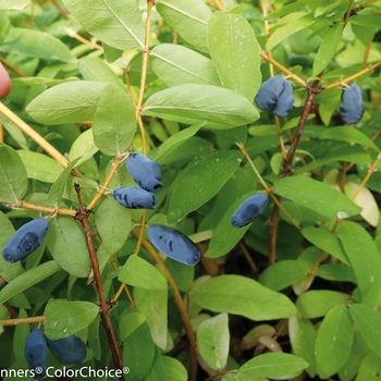 Lonicera caerulea Sugar Mountain® 'Balalaika' (138186)