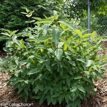 Lonicera caerulea Sugar Mountain® 'Blue' (138191)