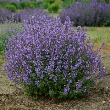 Nepeta x faassenii 'Kitten Around' (138193)