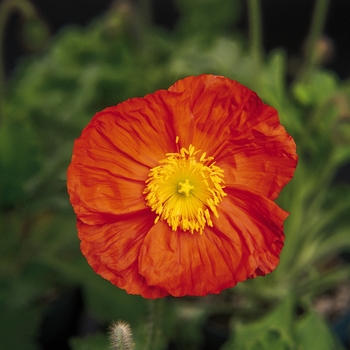 Papaver nudicaule Champagne Bubbles 'Orange' (138221)