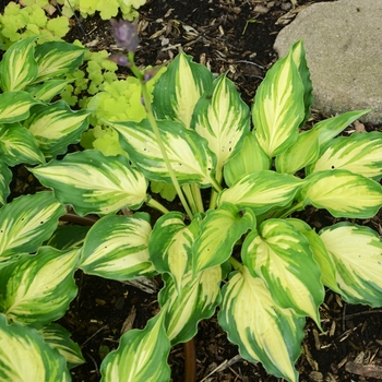 Hosta 'Lakeside Paisley Print' (138243)