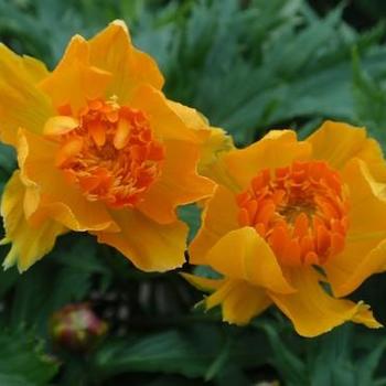 Trollius x cultorum 'Orange Crest' 