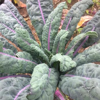 Brassica oleracea 'Dazzling Blue' 