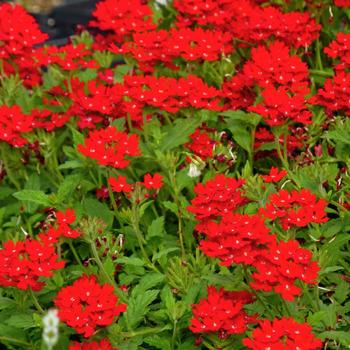 Verbena peruviana 'Red Devil' 