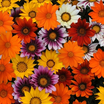 Gazania rigens New Day® 'Mix' (139122)