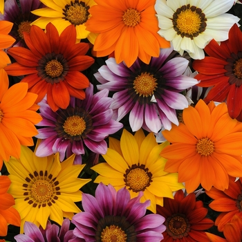 Gazania rigens New Day® 'Mix' (139123)