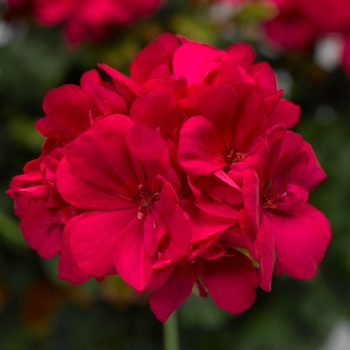 Pelargonium Calliope® Medium '' (139125)