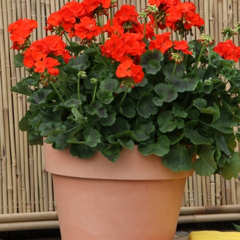 Pelargonium x hortorum Sunrise™ 'Orange' (139146)