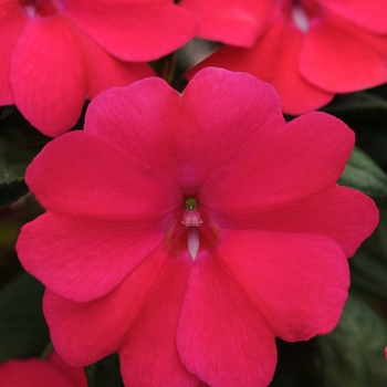 Impatiens Big Bounce™ 'Cherry' (139239)