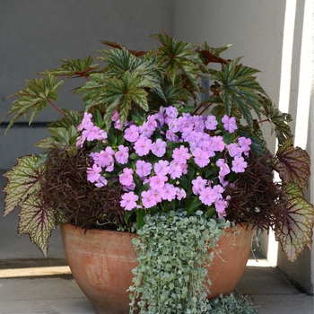 Impatiens Big Bounce™ 'Lilac' (139246)