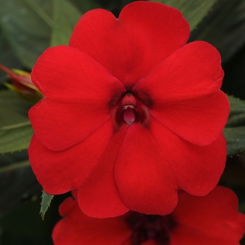 Impatiens Big Bounce™ 'Red' (139248)