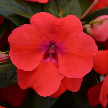 Impatiens Bounce™ 'Bright Coral' (139253)