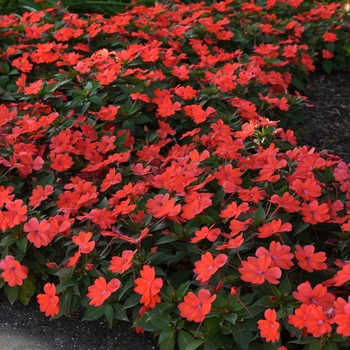 Impatiens Bounce™ 'Bright Coral' (139254)