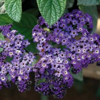 Heliotropium arborescens 'Marino™ Blue' (139261)