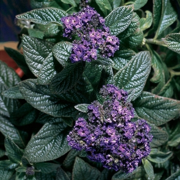 Heliotropium arborescens 'Atlantis' (139264)