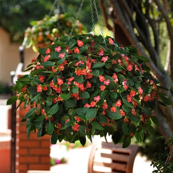 Impatiens Fusion™ 'Heat Coral' (139277)