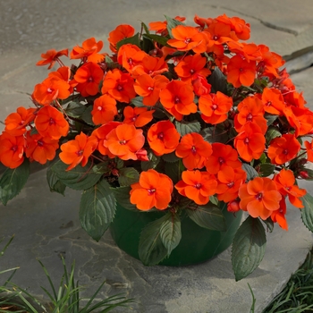 Impatiens SunPatiens® '' (139279)