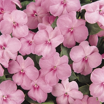 Impatiens walleriana Dazzler® 'Blue Pearl' (139289)