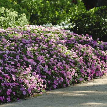 Impatiens walleriana Dazzler® 'Blue Pearl' (139291)