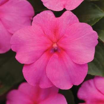 Impatiens walleriana Dazzler® 'Deep Pink' (139292)