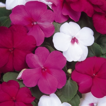 Impatiens walleriana Dazzler® 'Merlot Mix' (139296)