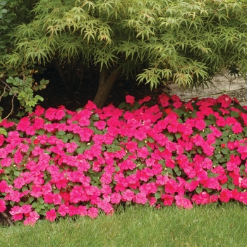 Impatiens walleriana 'Lipstick' (139301)