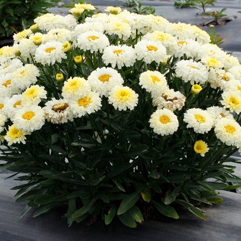 Leucanthemum x superbum 'Lemon Puff™' (139335)