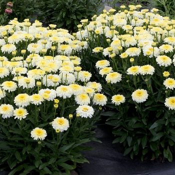 Leucanthemum x superbum 'Lemon Puff™' (139337)