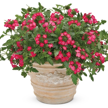 Verbena Superbena Royale® 'Iced Cherry' (139344)