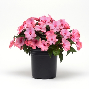 Impatiens hawkeri Clockwork™ 'Appleblossom' (139352)