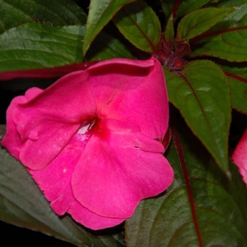 Impatiens hawkeri Infinity® 'Dark Pink' (139354)