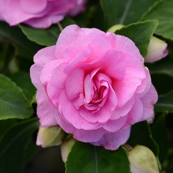 Impatiens walleriana Fiesta Bonita™ 'Pink' (139358)