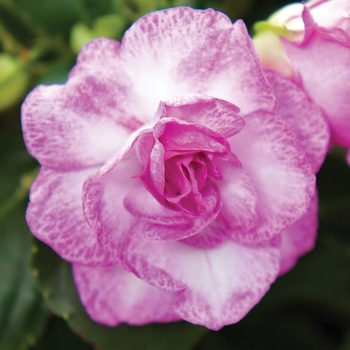 Impatiens walleriana Fiesta Bonita™ 'Stardust Lavender' (139359)