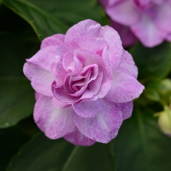 Impatiens walleriana Fiesta Bonita™ 'Stardust Lavender' (139361)