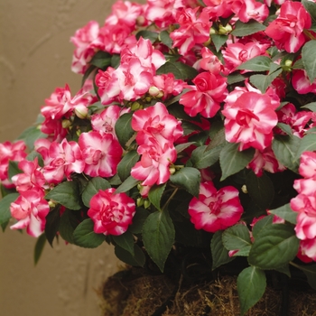 Impatiens walleriana Fiesta™ 'Sparkler Cherry' (139469)