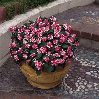 Impatiens walleriana Fiesta™ 'Sparkler Cherry' (139471)