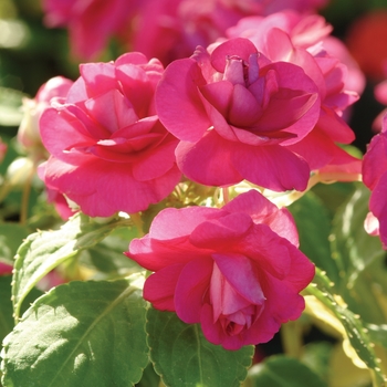 Impatiens walleriana Fiesta™ 'Purple' (139473)