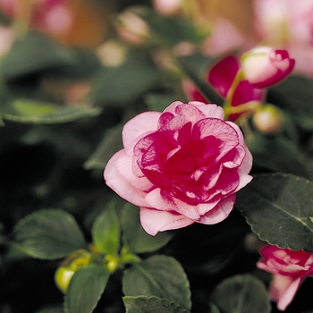 Impatiens walleriana Fiesta™ 'Pink Ruffle' (139479)